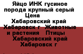 Яйцо ИНК гусиное,порода крупный серый › Цена ­ 100 - Хабаровский край, Хабаровск г. Животные и растения » Птицы   . Хабаровский край,Хабаровск г.